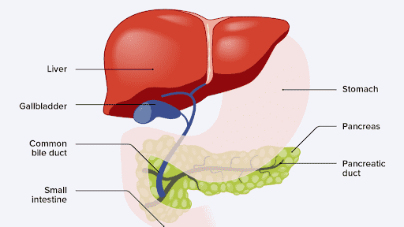 pancreas1-1