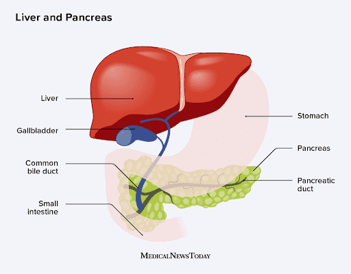 Wonders of the Pancreas: The Hidden Organ