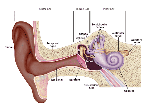 Tinnitus: Never-ending Noise