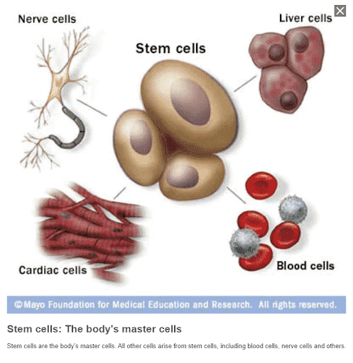 Stem Cells: The Fascinating Power Of Regenerative Medicine