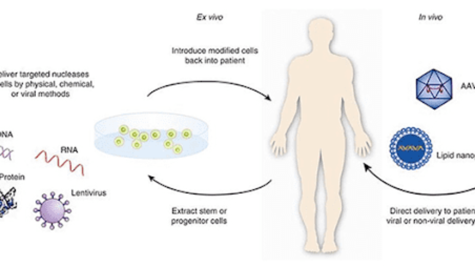 crispr1-min