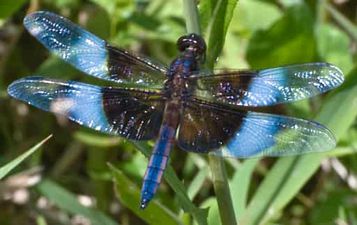 Dragonflies: Nature’s True Apex Predators and Their Surprising Scientific Relevance